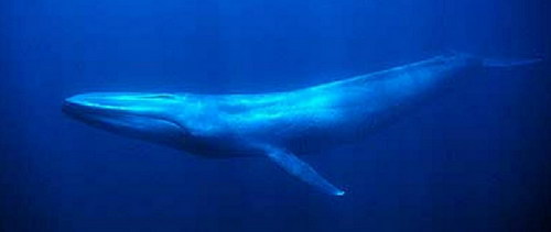 Синий кит в глубинах океана