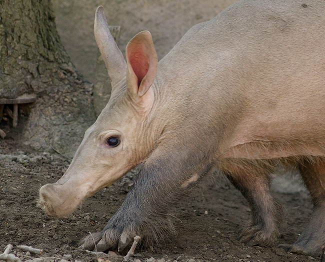 Африканский (капский) трубкозуб (Orycteropus afer)