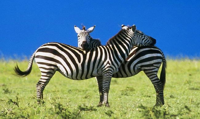 Зебры (hippotigris)