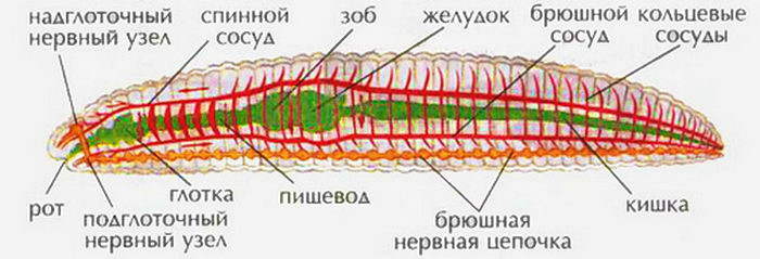 Основные органы-системы дождевого червя