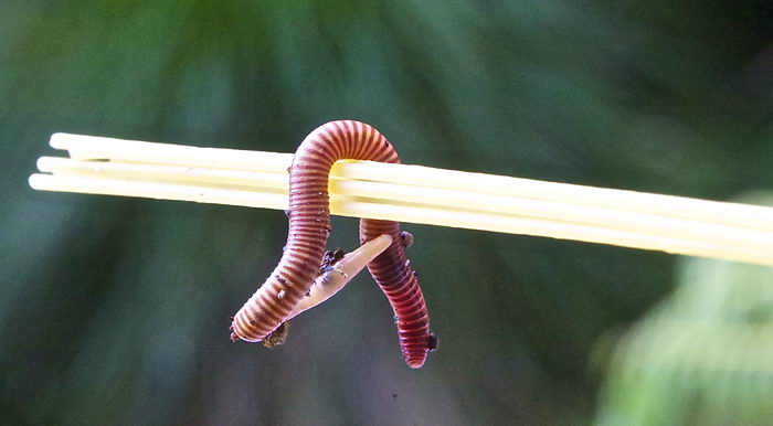 Eisenia fetida (foetida) – красный калифорнийский или компостный (навозный) червь