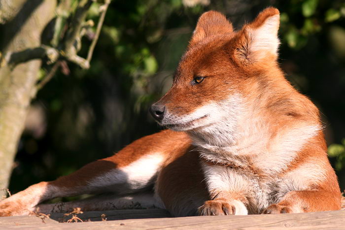 Красный волк (Cuon alpinus)