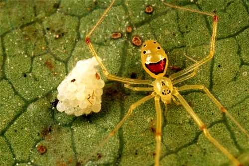 Паук-смайлик - Happyface spider