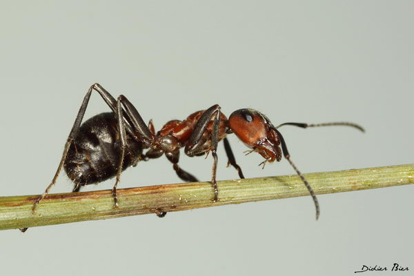 Лесной рыжий муравей (Formica rufa)