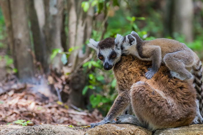 Кошачие лемуры (Lemur catta)