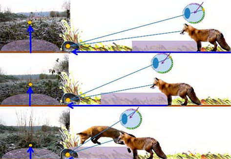 Схема движения лисицы на охоте