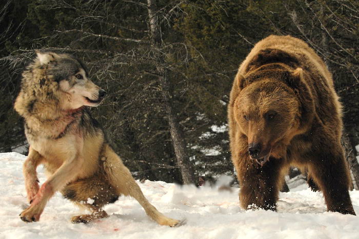 Волк и Медведь - стиотворение