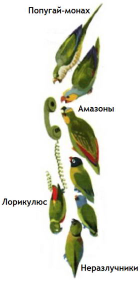 Набор зеленых попугаев